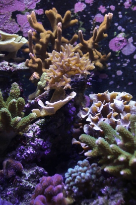From the Wild Reef exhibit at the Shedd Aquarium.